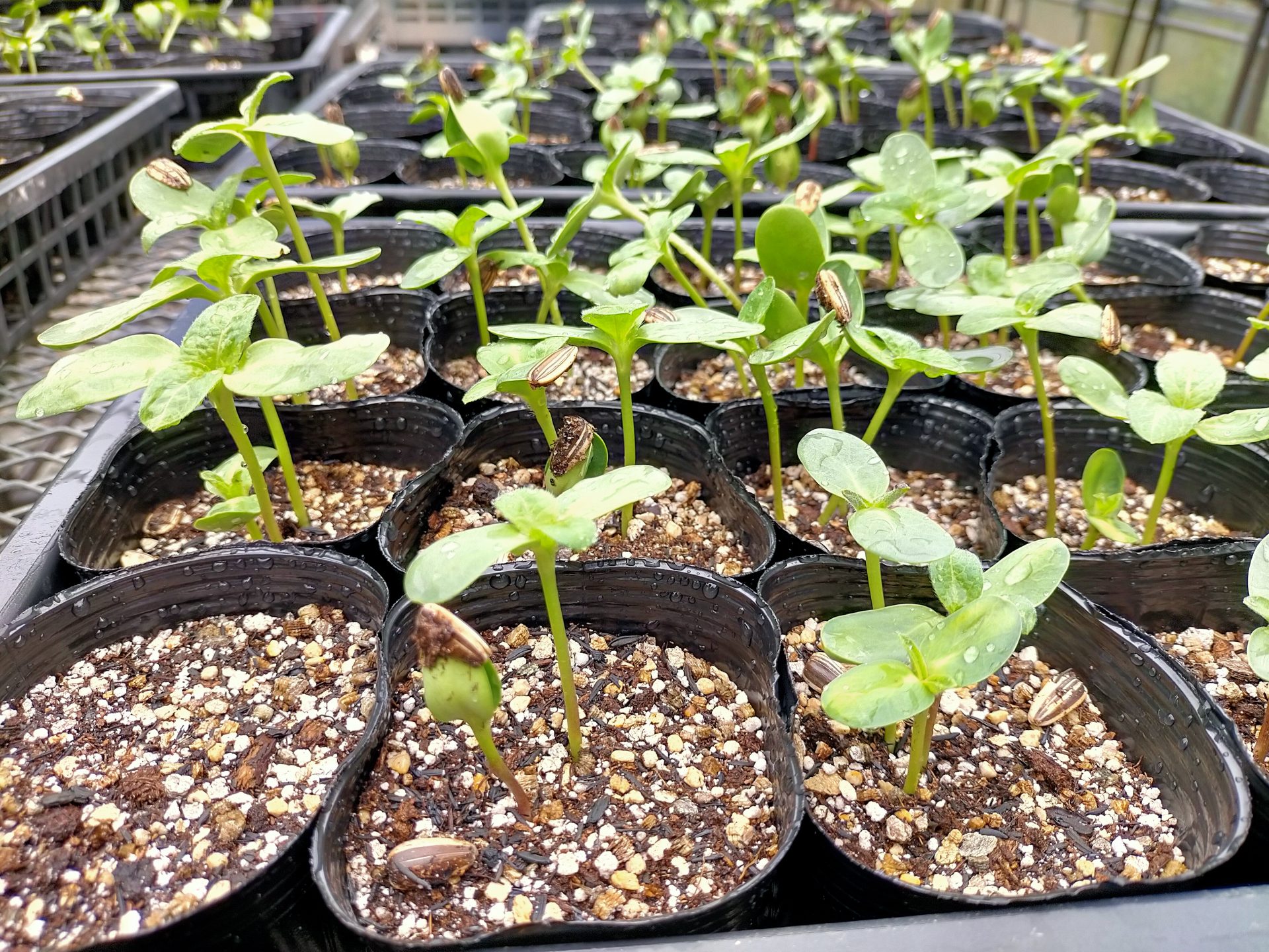 この夏、園芸サークル「クルアラン」が植えたひまわりが咲きました🌻