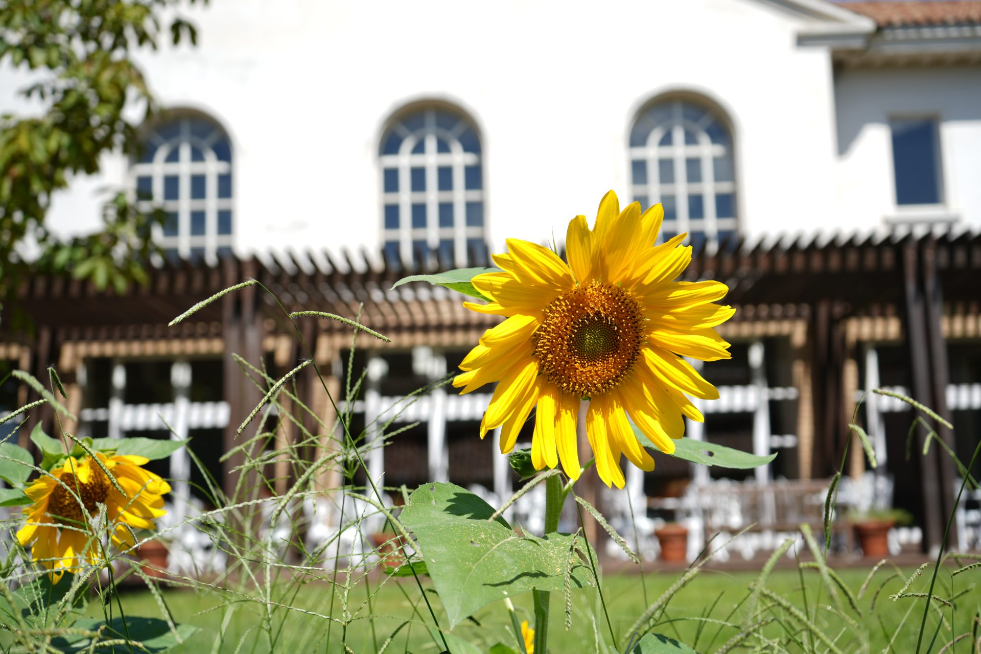 この夏、園芸サークル「クルアラン」が植えたひまわりが咲きました🌻