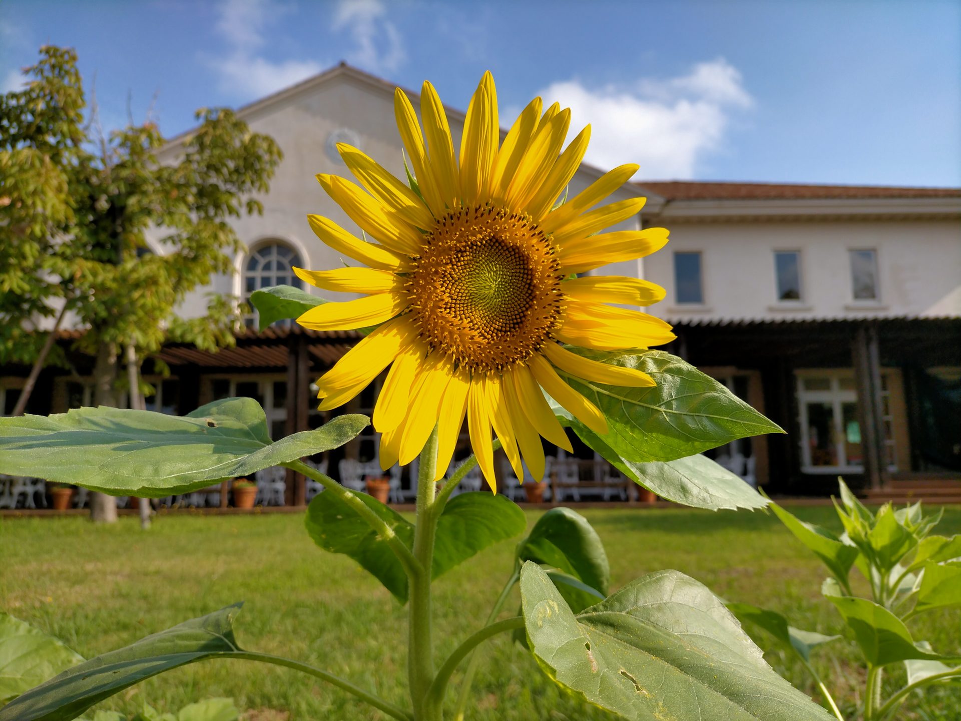 この夏、園芸サークル「クルアラン」が植えたひまわりが咲きました🌻